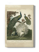 Peacock Gathering Wall Art -Sydenham Edwards Designs