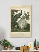 Peacock Gathering Wall Art -Sydenham Edwards Designs