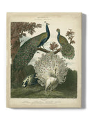 Peacock Gathering Wall Art -Sydenham Edwards Designs