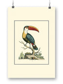 The Bill Bird Wall Art -Sydenham Edwards Designs