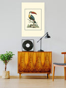 The Bill Bird Wall Art -Sydenham Edwards Designs