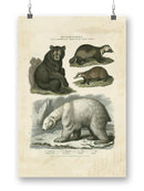 Brown Bearm. Polar Bear Wall Art -Sydenham Edwards Designs