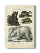 Brown Bearm. Polar Bear Wall Art -Sydenham Edwards Designs