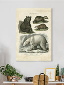 Brown Bearm. Polar Bear Wall Art -Sydenham Edwards Designs