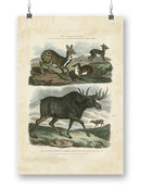 Deer And Moose Wall Art -Sydenham Edwards Designs