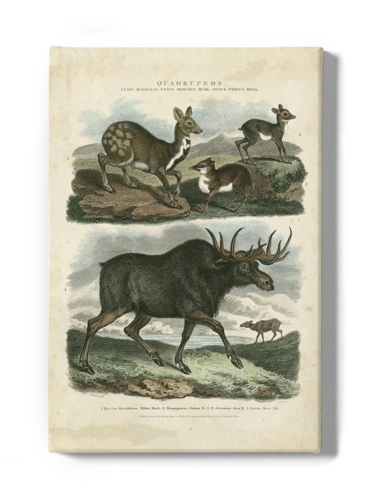 Deer And Moose Wall Art -Sydenham Edwards Designs