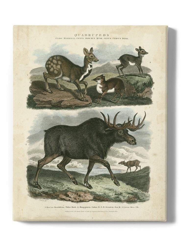 Deer And Moose Wall Art -Sydenham Edwards Designs