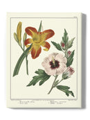 Garden Flowers Delight Wall Art -Sydenham Edwards Designs