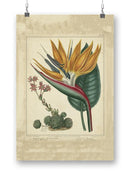 Golden Bird Of Paradise Wall Art -Sydenham Edwards Designs