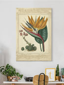 Golden Bird Of Paradise Wall Art -Sydenham Edwards Designs