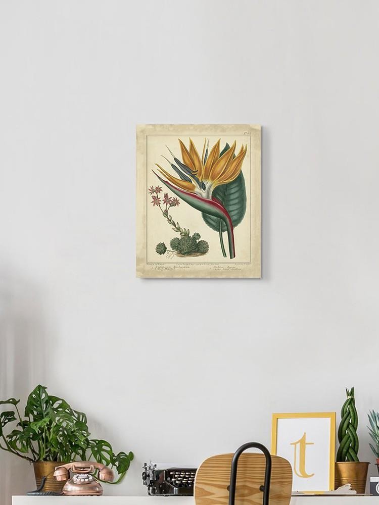Golden Bird Of Paradise Wall Art -Sydenham Edwards Designs