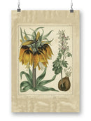 Golden Crown Imperial Wall Art -Sydenham Edwards Designs