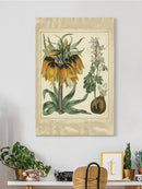 Golden Crown Imperial Wall Art -Sydenham Edwards Designs