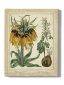 Golden Crown Imperial Wall Art -Sydenham Edwards Designs