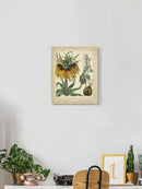 Golden Crown Imperial Wall Art -Sydenham Edwards Designs