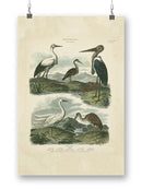 Heron And Crane Wall Art -Sydenham Edwards Designs