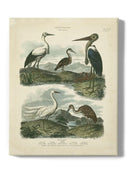 Heron And Crane Wall Art -Sydenham Edwards Designs