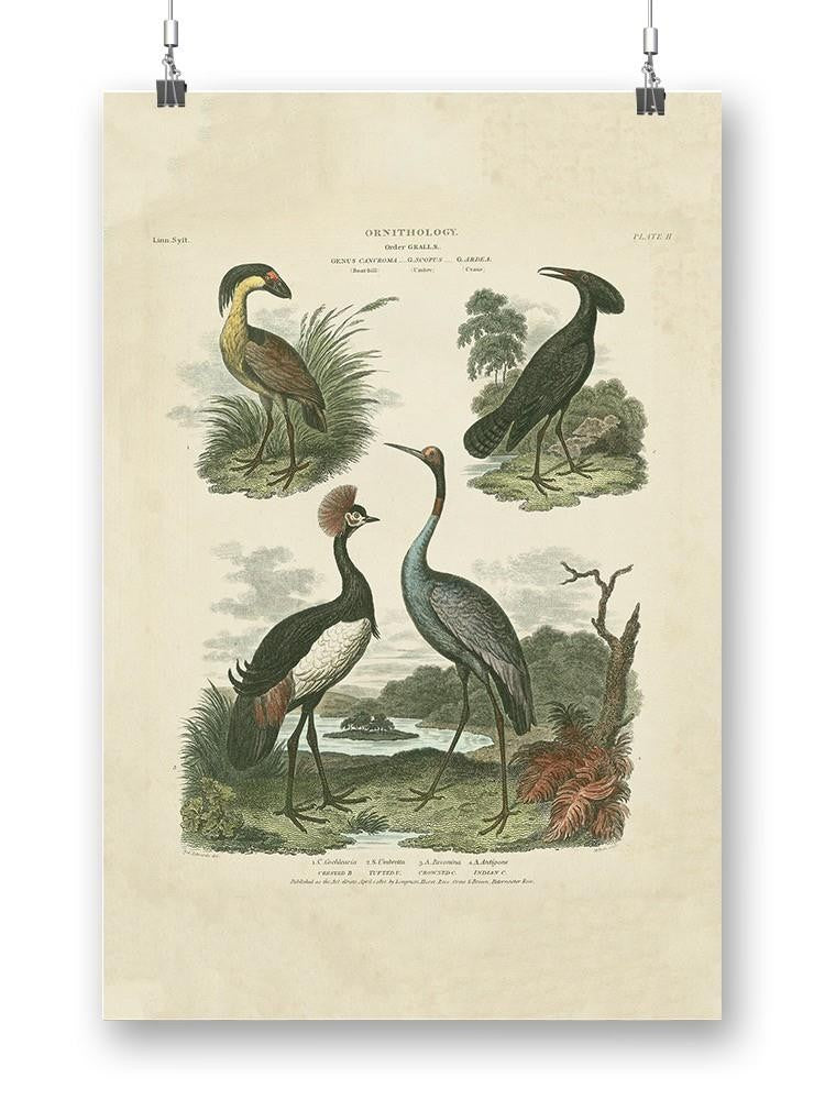 Heron And Crane Ii Wall Art -Sydenham Edwards Designs