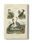 Heron And Crane Ii Wall Art -Sydenham Edwards Designs