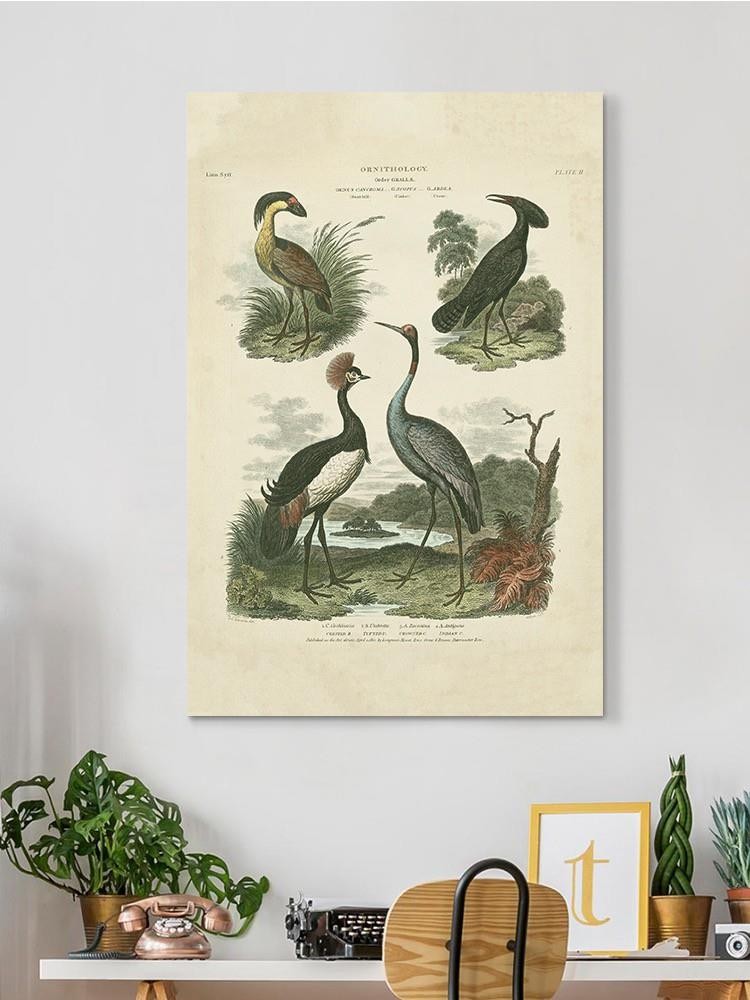 Heron And Crane Ii Wall Art -Sydenham Edwards Designs