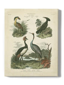 Heron And Crane Ii Wall Art -Sydenham Edwards Designs