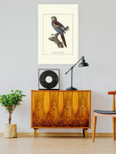 Nonpareil Parrakeet Wall Art -Sydenham Edwards Designs