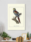 Nonpareil Parrakeet Wall Art -Sydenham Edwards Designs