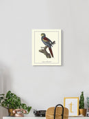 Nonpareil Parrakeet Wall Art -Sydenham Edwards Designs