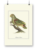 Paradise Parrot Wall Art -Sydenham Edwards Designs