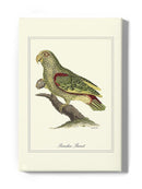Paradise Parrot Wall Art -Sydenham Edwards Designs