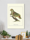 Paradise Parrot Wall Art -Sydenham Edwards Designs