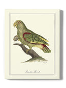 Paradise Parrot Wall Art -Sydenham Edwards Designs