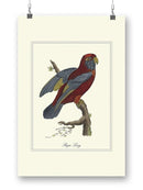 Raja Lory Wall Art -Sydenham Edwards Designs