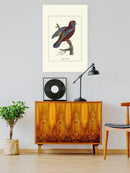 Raja Lory Wall Art -Sydenham Edwards Designs