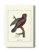 Raja Lory Wall Art -Sydenham Edwards Designs