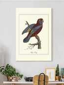 Raja Lory Wall Art -Sydenham Edwards Designs