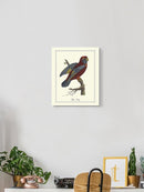 Raja Lory Wall Art -Sydenham Edwards Designs