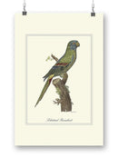 Solstitial Parrakeet Wall Art -Sydenham Edwards Designs