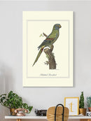 Solstitial Parrakeet Wall Art -Sydenham Edwards Designs