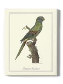 Solstitial Parrakeet Wall Art -Sydenham Edwards Designs