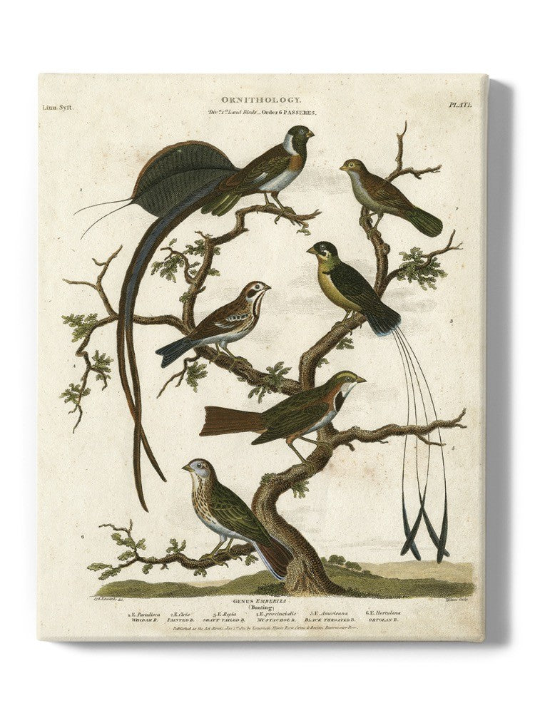 Ornithology I Wall Art -Sydenham Edwards Designs