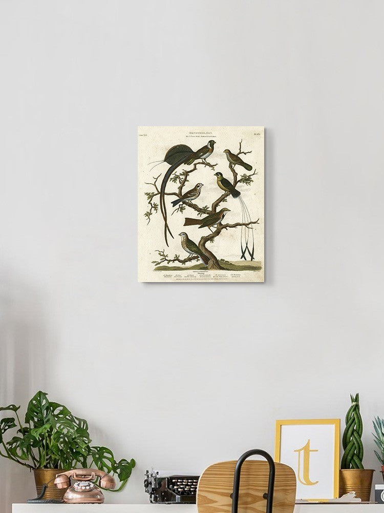 Ornithology I Wall Art -Sydenham Edwards Designs