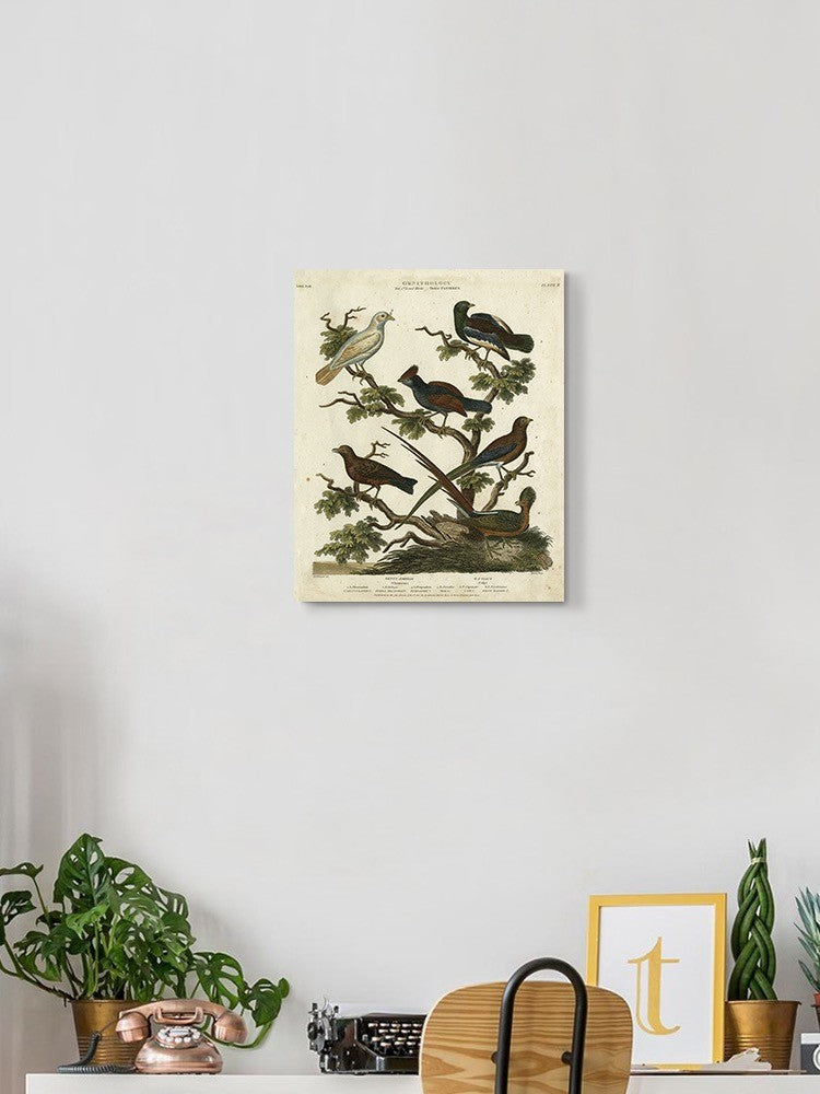 Ornithology Ii Wall Art -Sydenham Edwards Designs