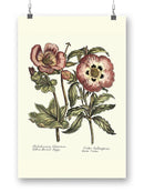 Framboise Floral Iv Wall Art -Sydenham Edwards Designs