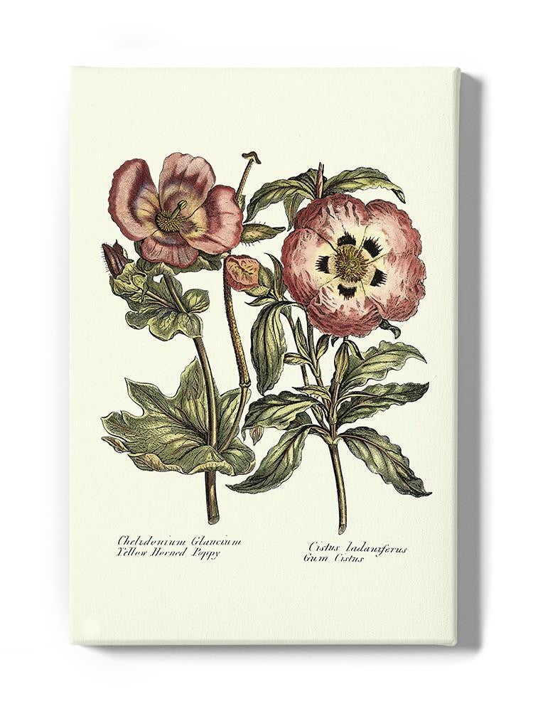 Framboise Floral Iv Wall Art -Sydenham Edwards Designs