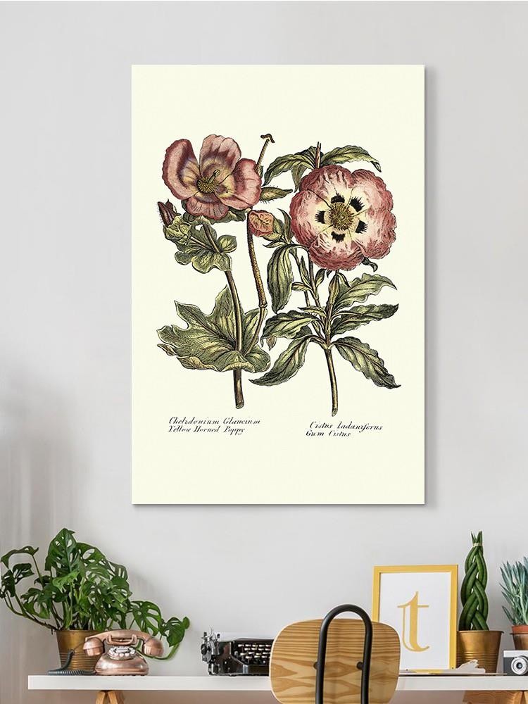 Framboise Floral Iv Wall Art -Sydenham Edwards Designs