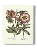 Framboise Floral Iv Wall Art -Sydenham Edwards Designs