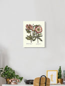 Framboise Floral Iv Wall Art -Sydenham Edwards Designs