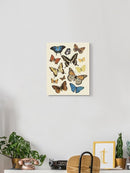 Collected Flutter Ii Wall Art -Victoria Barnes Designs