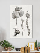 Protea On Linen Ii Wall Art -Vision Studio Designs